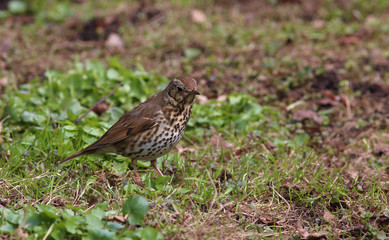 Song Thrush (Turdus philomelos) froze among the young green grass in spring