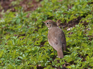 Song Thrush (Turdus philomelos)  froze among the young green grass in spring