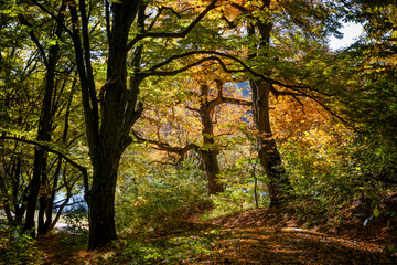 Obraz premium beautiful autumn trees in a forest