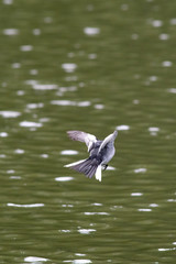 Fototapeta na wymiar flying white wagtail