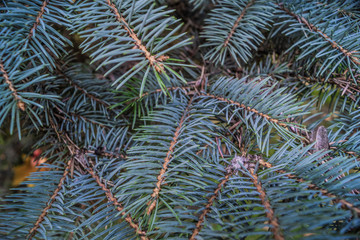 Naklejka na ściany i meble Christmas Fir tree brunch textured Background. Fluffy pine tree brunch close up. Green spruce stock photo