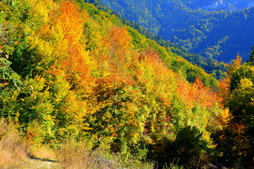Fototapeta premium Typical landscape in the forests of Transylvania, Romania. Green landscape in the midsummer, in a sunny day