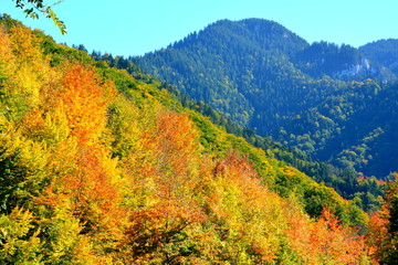 Fototapeta premium Typical landscape in the forests of Transylvania, Romania. Green landscape in the midsummer, in a sunny day