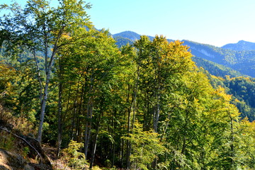 Typical landscape in the forests of Transylvania, Romania. Green landscape in autumn, in a sunny day