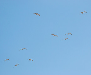 birds seagulls on a background of blue sky