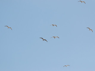 birds seagulls on a background of blue sky