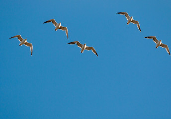 birds seagulls on a background of blue sky