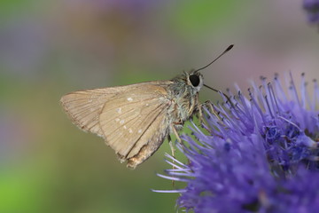 ダンギクに止まるチャバネセセリ（セセリチョウの一種）