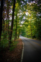 Obraz premium road in the forest