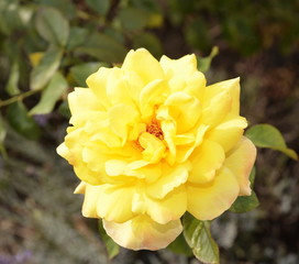  Autumn day. Favorite flower. Aromatic fresh roses bloom in the garden.