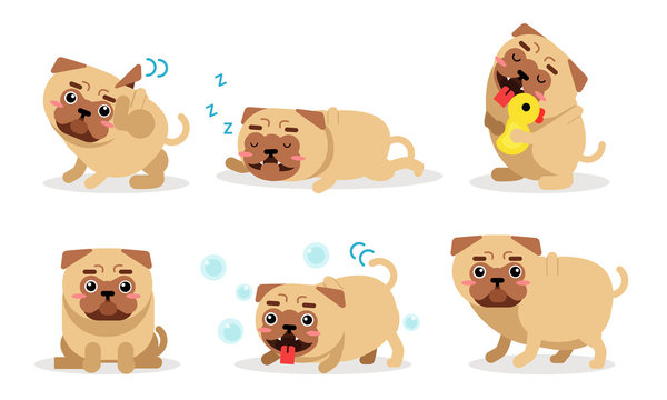 Various Actions Of A Puppy Pug Vector Illustration Set Isolated On White Background