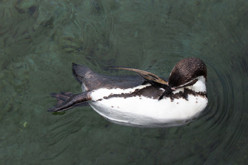 Naklejka premium penguin in its habitat without ice