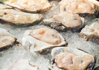 Fresh  Saltwater oysters slices in ice. Open oysters lie on a ice plate. Selective focus.