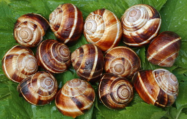 Shells of grape snails against the background of green leaves