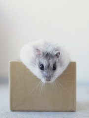 cute white hamster peeks out of a cardboard box