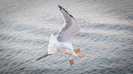 seagull in flight