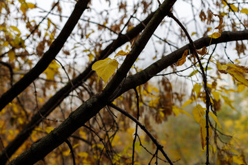 A closeup of yellow leaves hanging on a tree with some dried brown blades of grass. Autumn texture.