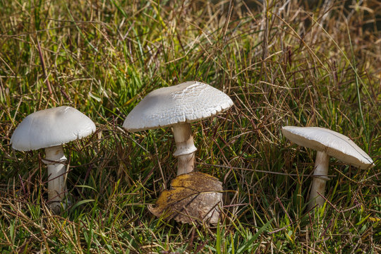 Lepiotas blancas o p&uacute;dicas en una pradera. Leucoagaricus leucothites.