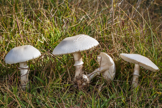Leucoagaricus leucothites. Lepiotas blancas o p&uacute;dicas entre la hierba.