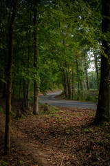 path in the forest