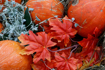 Orange Pumpkins on Dry Grass - Thanksgiving and Autumn Background