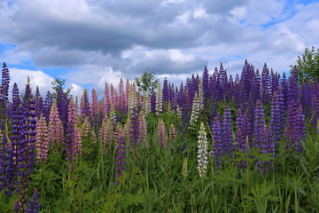 Meadow landscape with flowering lupines