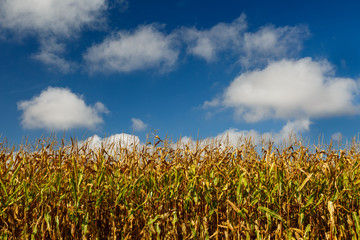 Plantación de maíz y cielo azul con nubes en El Páramo, León, España.