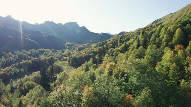 Aerial view of Caucasian national Park. drone flying over deep mixed forest between high silver firs. beautiful autumn landscape with valleys, trees crones, mountain range on background, evening time