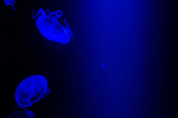 Obraz na płótnie Canvas Mysterious jellyfish floating in deep blue water