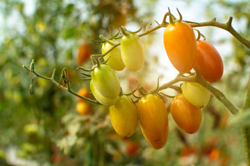 A close up  fresh organic cherry tomatoes red and yellows color on green branch with blur garden background.