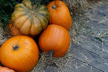 Many yellow and green autumn pumpkins of various shapes lie on the wooden floor