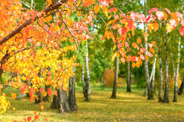 Beautiful autumn park in the afternoon in sunny weather, selective focus.