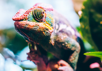 Colorful panther chameleon sitting on tree branch