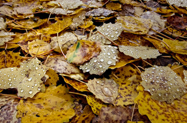 wet aspen leaves on ground