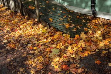 wet maple leaves on ground