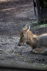 Pere David's deer (elaphus davidanus) in zoo