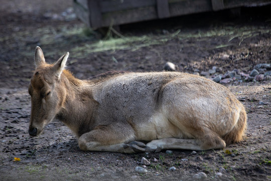 Pere David's deer (elaphus davidanus) in zoo