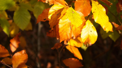 Close up of autumnal leaves. Nature background.