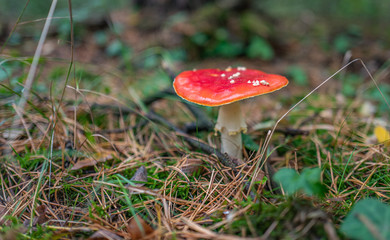 fliegenpilz im wald, geringe schärfentiefe