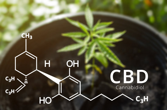 Cannabidiol (CBD) molecule formula with Marijuana background, Cannabis sativa leaves.