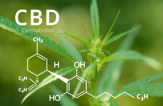 Cannabidiol (CBD) molecule formula with Marijuana background, Cannabis sativa leaves.