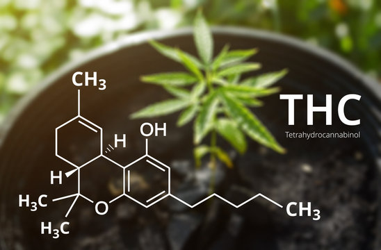 Tetrahydrocannabinol or THC molecule formula with Marijuana background, Cannabis .