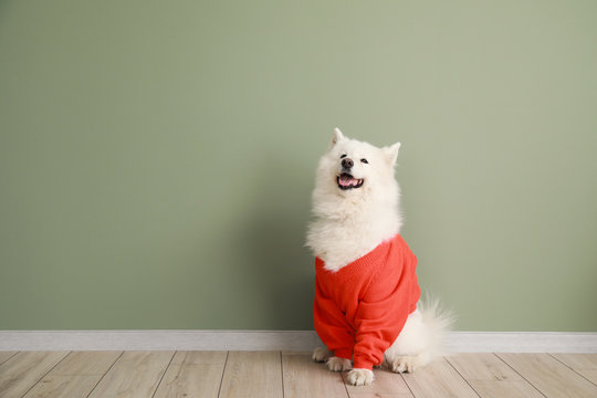 Cute Samoyed Dog In Sweater Against Color Wall