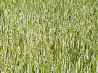 Close up of wheat plant as nature background.