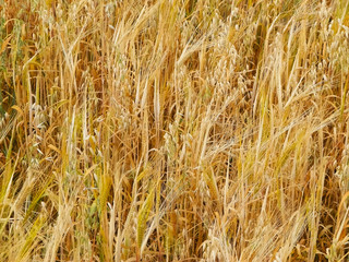 Oat field as nature background.