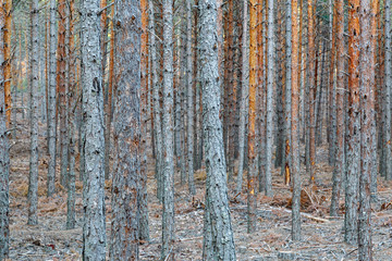 Obraz premium Bosque de Pino de Valsaín, albar o silvestre. Pinus sylvestris. Comarca de la Carballeda, Zamora, España.