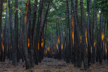 Bosque de pino negral, resinero, al atardecer, iluminado por los últimos rayos de sol. Pinus pinaster. Comarca de la Carballeda, Zamora, España.
