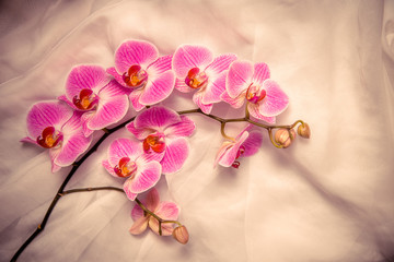 The branch of purple orchids on white fabric background 