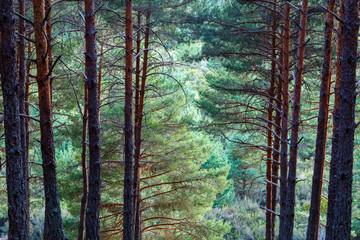Vista desde el interior de un bosque de pino albar o silvestre. Pinus sylvestris. Comarca de la...