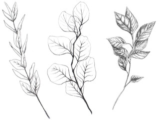 Set of hand drawn branches of eucualiptus, basil and olive